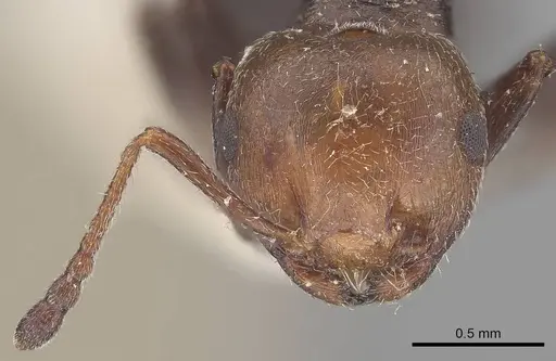 Crematogaster scutellaris specimen CASENT0919656 image casent0919656_2
