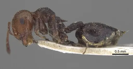 Crematogaster scutellaris specimen CASENT0919656 image casent0919656_3