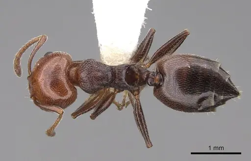 Crematogaster scutellaris specimen CASENT0922683 image casent0922683_1