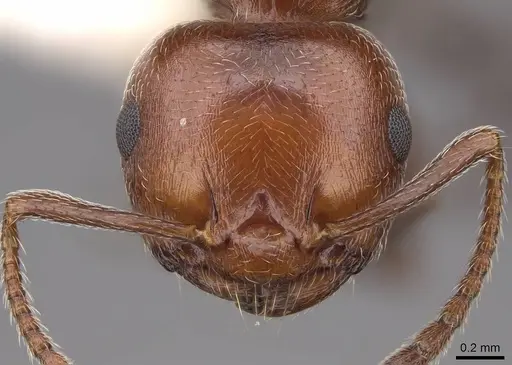 Crematogaster scutellaris specimen CASENT0922683 image casent0922683_2