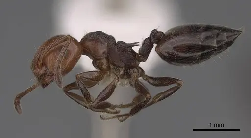 Crematogaster scutellaris specimen CASENT0922683 image casent0922683_3