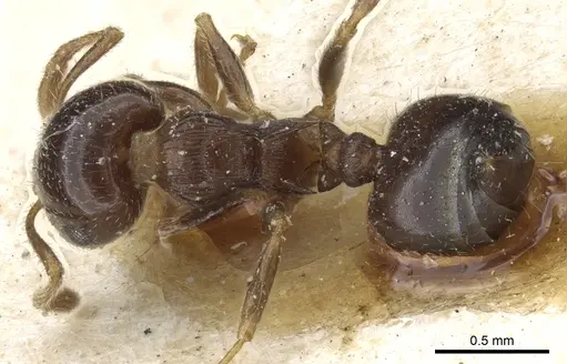 Crematogaster semperi specimen CASENT0904530 image casent0904530_1