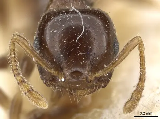 Crematogaster semperi specimen CASENT0904530 image casent0904530_2