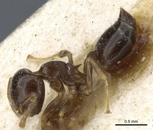 Crematogaster semperi specimen CASENT0904530 image casent0904530_3
