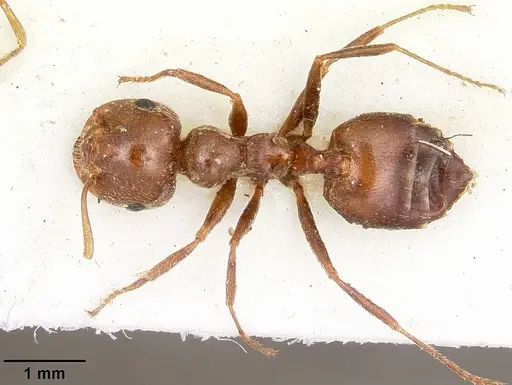 Crematogaster senegalensis specimen CASENT0104592 image casent0104592_1