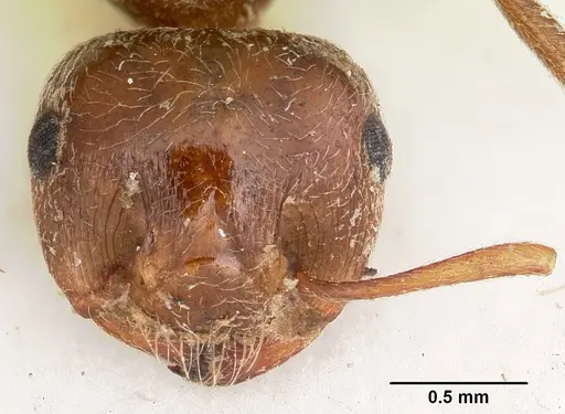 Crematogaster senegalensis specimen CASENT0104592 image casent0104592_2