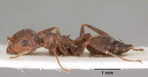 Crematogaster senegalensis specimen CASENT0104592 image casent0104592_3