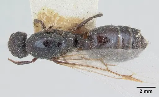 Crematogaster senegalensis specimen CASENT0173207 image casent0173207_1