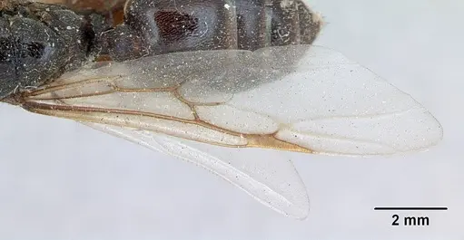 Crematogaster senegalensis specimen CASENT0173207 image casent0173207_2