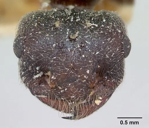 Crematogaster senegalensis specimen CASENT0173207 image casent0173207_3