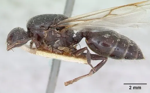 Crematogaster senegalensis specimen CASENT0173207 image casent0173207_4