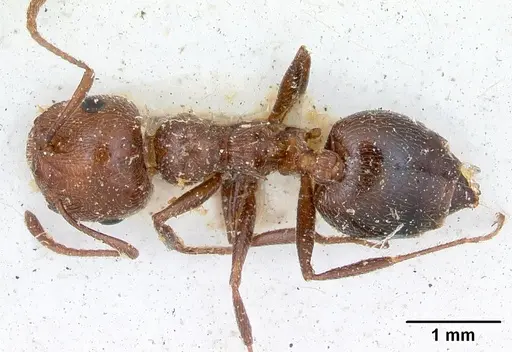 Crematogaster senegalensis specimen CASENT0173208 image casent0173208_1