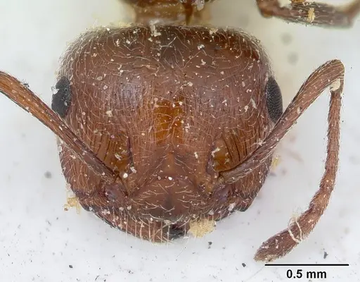 Crematogaster senegalensis specimen CASENT0173208 image casent0173208_2