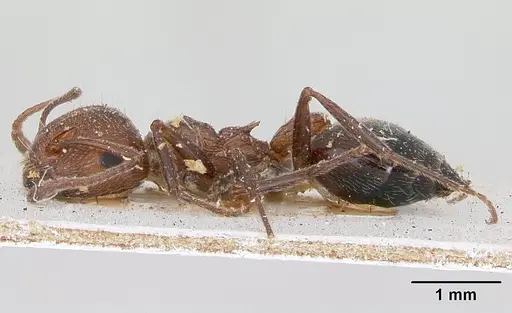 Crematogaster senegalensis specimen CASENT0173208 image casent0173208_3