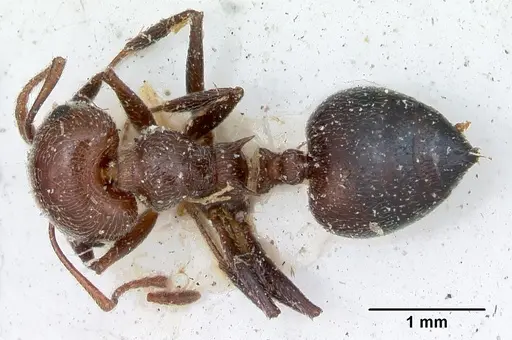 Crematogaster senegalensis specimen CASENT0173209 image casent0173209_1