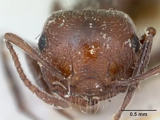 Crematogaster senegalensis specimen CASENT0173209 image casent0173209_2