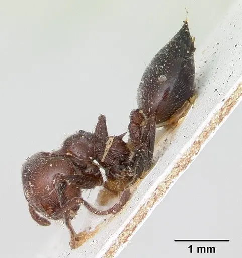 Crematogaster senegalensis specimen CASENT0173209 image casent0173209_3