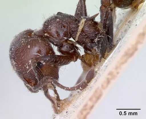 Crematogaster senegalensis specimen CASENT0173209 image casent0173209_4