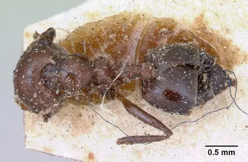 Crematogaster senegalensis specimen CASENT0173210 image casent0173210_1