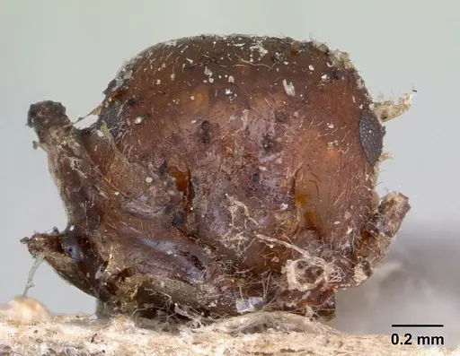 Crematogaster senegalensis specimen CASENT0173210 image casent0173210_2
