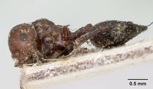 Crematogaster senegalensis specimen CASENT0173210 image casent0173210_3