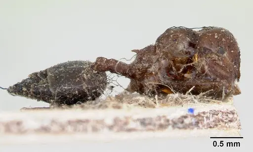 Crematogaster senegalensis specimen CASENT0173210 image casent0173210_4