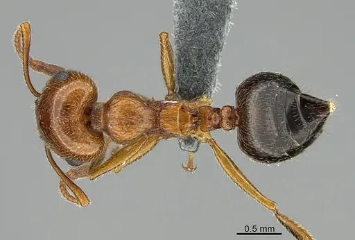 Crematogaster senegalensis specimen CASENT0264778 image casent0264778_1