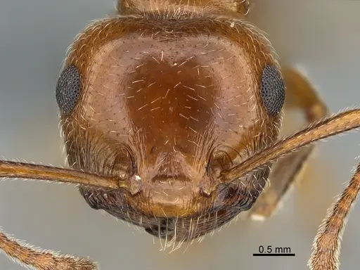 Crematogaster senegalensis specimen CASENT0264778 image casent0264778_2