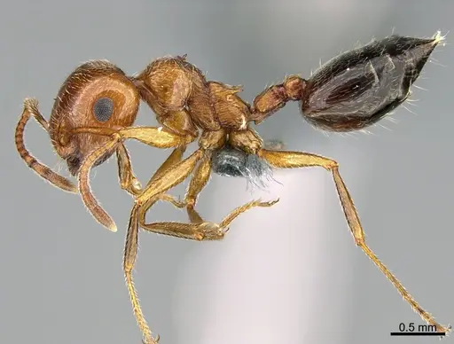 Crematogaster senegalensis specimen CASENT0264778 image casent0264778_3