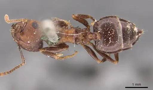Crematogaster senegalensis specimen CASENT0908495 image casent0908495_1