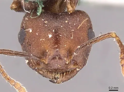 Crematogaster senegalensis specimen CASENT0908495 image casent0908495_2