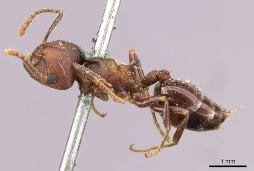 Crematogaster senegalensis specimen CASENT0908495 image casent0908495_3