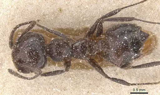Crematogaster senegalensis specimen CASENT0912722 image casent0912722_1