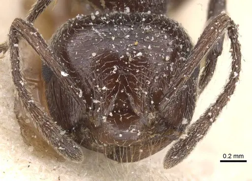 Crematogaster senegalensis specimen CASENT0912722 image casent0912722_2