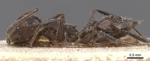 Crematogaster senegalensis specimen CASENT0912722 image casent0912722_3