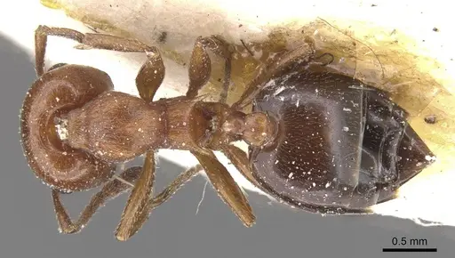 Crematogaster senegalensis specimen CASENT0912723 image casent0912723_1
