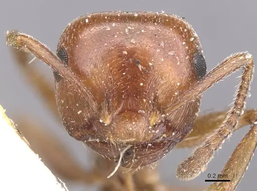 Crematogaster senegalensis specimen CASENT0912723 image casent0912723_2