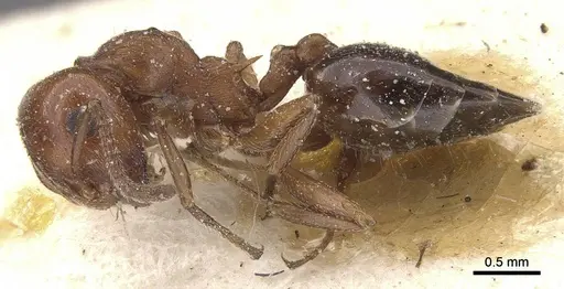 Crematogaster senegalensis specimen CASENT0912723 image casent0912723_3