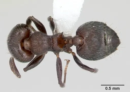 Crematogaster sericea specimen CASENT0173950 image casent0173950_1