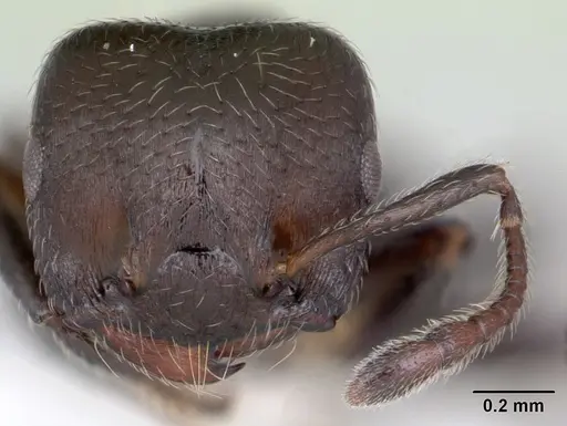 Crematogaster sericea specimen CASENT0173950 image casent0173950_2
