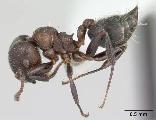 Crematogaster sericea specimen CASENT0173950 image casent0173950_3