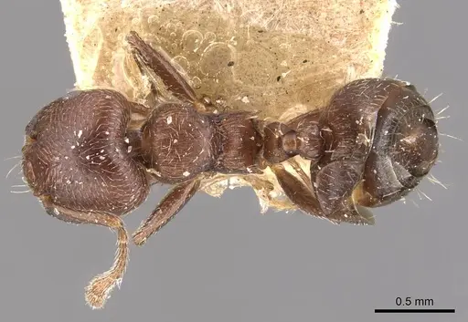 Crematogaster sericea specimen CASENT0908404 image casent0908404_1
