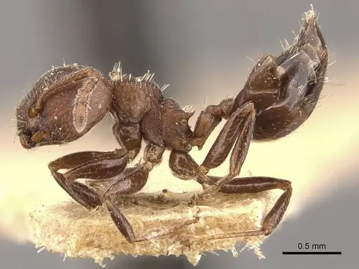 Crematogaster sericea specimen CASENT0908404 image casent0908404_3