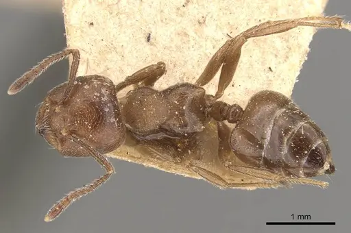 Crematogaster sewardi specimen CASENT0908464 image casent0908464_1