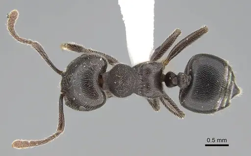 Crematogaster sewardi specimen CASENT0919943 image casent0919943_1