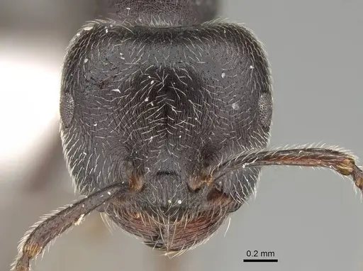 Crematogaster sewardi specimen CASENT0919943 image casent0919943_2
