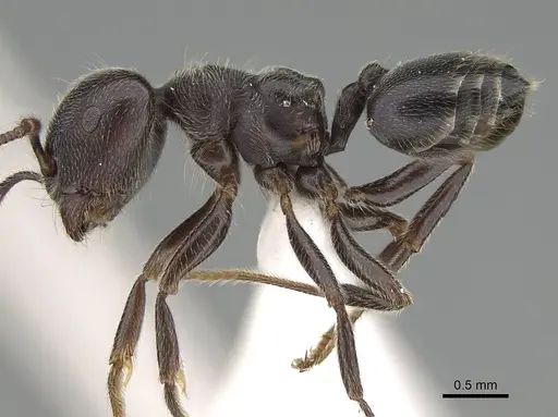 Crematogaster sewardi specimen CASENT0919943 image casent0919943_3