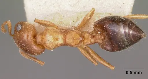 Crematogaster sewellii specimen CASENT0101599 image casent0101599_1