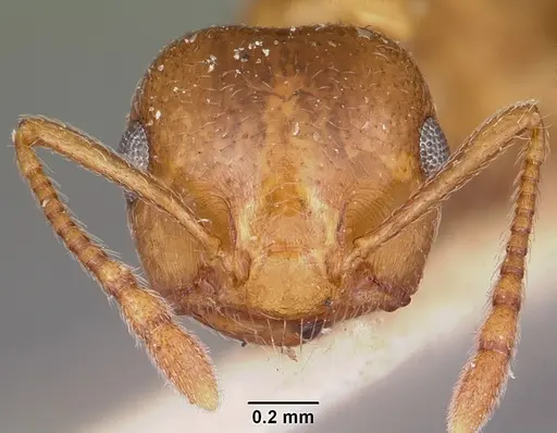 Crematogaster sewellii specimen CASENT0101599 image casent0101599_2