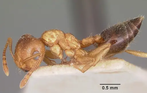 Crematogaster sewellii specimen CASENT0101599 image casent0101599_3